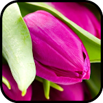 Cover Image of Download Tulip Wallpaper 2.0.0 APK