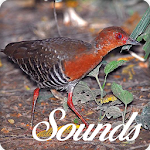 Cover Image of डाउनलोड Red Legged Crake Bird Sounds and Ringtone 4.0.0 APK