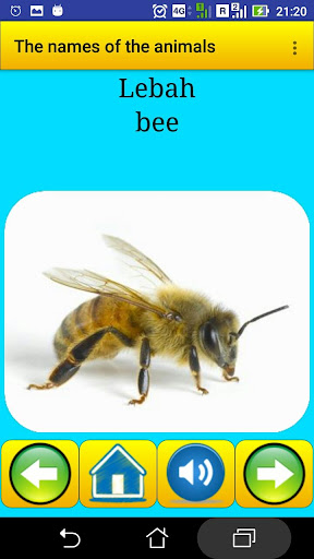 Animal names in Indonesian Screen 2