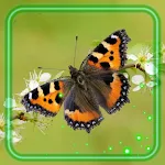 Cover Image of ดาวน์โหลด Butterflies Photo  APK