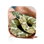 Cover Image of ดาวน์โหลด Pet Snake Care  APK