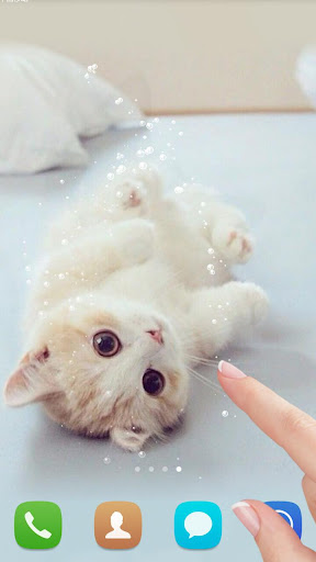 Wallpaper kucing cute