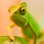 Cover Image of Download Lizards HD Wallpapers  APK