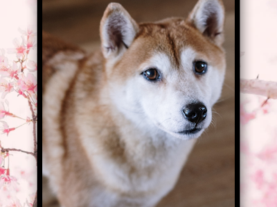 [最も好ましい] 犬 お留守�� カメラ アプリ 227065-犬 お留守番 カメラ アプリ