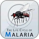The Life Cycle of Malaria icon