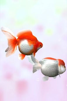 金魚 Gold Fish 3D free ライブ壁紙のおすすめ画像3