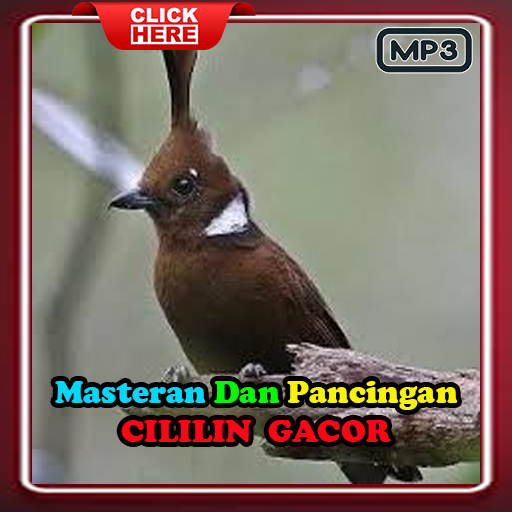 Masteran Cililin Full Isian Download on Windows