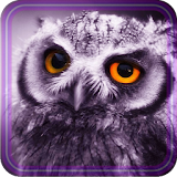 Owl Collection live wallpaper icon