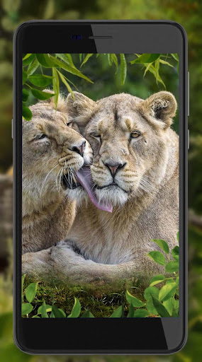 Lions Live Wallpaper
