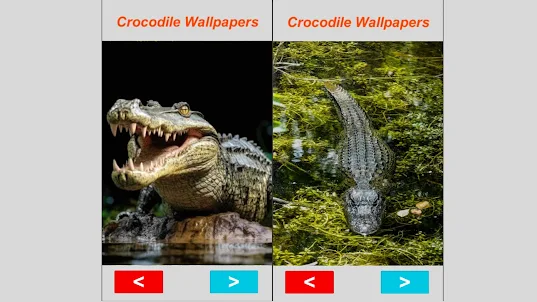 Crocodile 4k Wallpapers Sim