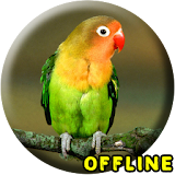 Masteran Lovebird Ngekek Panjang MP3 icon