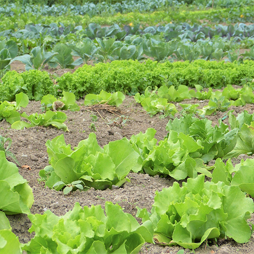 Salad Recipe: vegetable logo