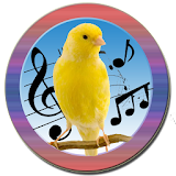 Canary Tutor icon