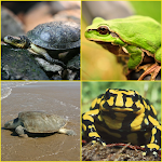 Cover Image of ดาวน์โหลด Frog, Turtle Wallpapers  APK