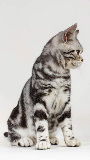 American Shorthair Wallpapers Screen 3