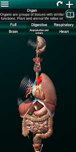 Internal Organs in 3D Anatomy 1