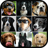 Dog Breeds Fun Games For Kids icon
