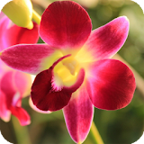 Orchid Live Wallpaper icon