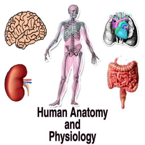 Human Anatomy and Physiology  Icon