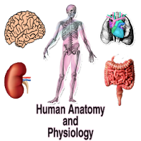 Human Anatomy and Physiology