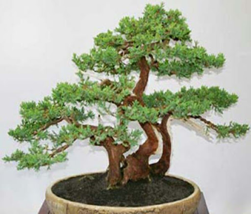 Bonsai Plant Design Idea