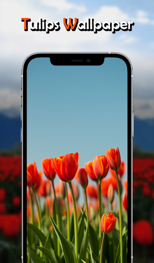 Android application Tulips Flowers Wallpapers HD screenshort