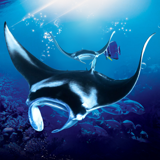 The Manta rays logo