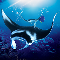 The Manta rays