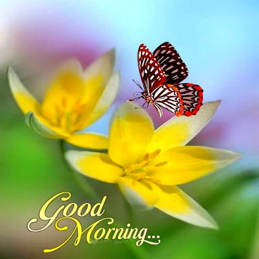 Good Morning Images APPS logo