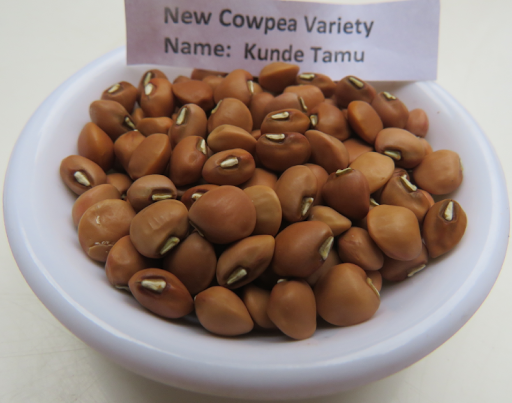 KALRO New Cowpea Varieties