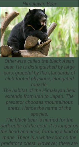 Bears and their species Screen 3