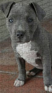 Pitbulls Jigsaw Puzzles