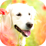 Cover Image of Descargar Golden Retriever Wallpaper: Dog Wallpapers 2.0 APK