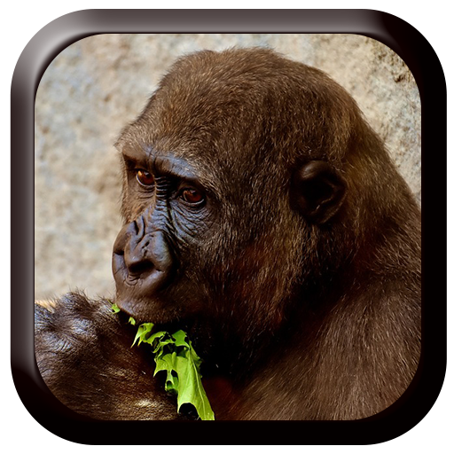 Gorilla Sounds logo