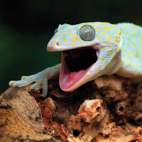 Gecko (Animal) Sounds