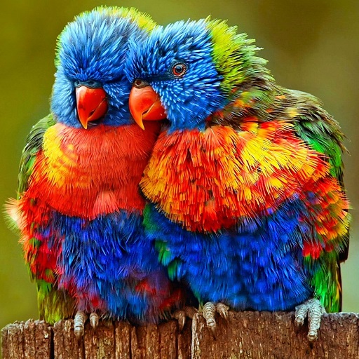 Rainbow Lorikeet Wallpapers logo