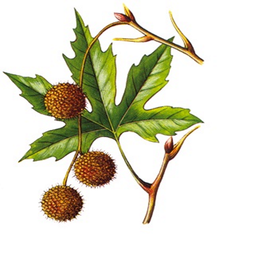 Plants Of Greece logo