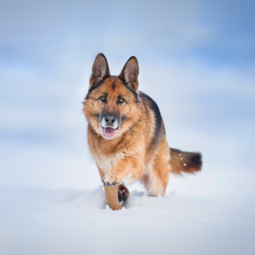 German shepherd wallpapers logo