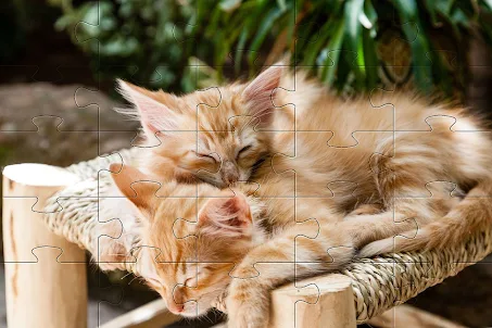 Kittens Jigsaw Puzzles