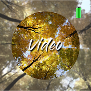 Forest Video Wallpapers