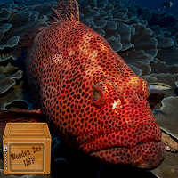 tapeta z czerwoną rybą
