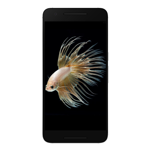 Betta Fish Wallpaper