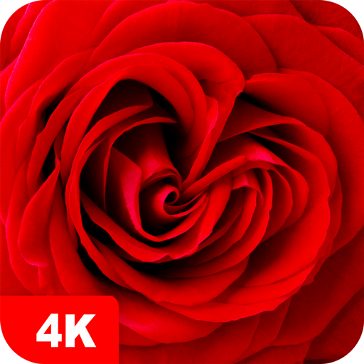Rose Wallpapers 4K 5.7.91 Icon