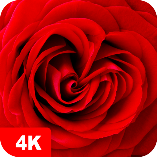 Rose Wallpapers 4K logo