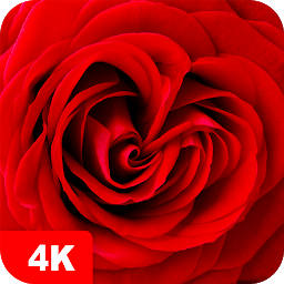 Symbolbild für Hintergrundbilder mit Rose 4K