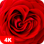 Rose Wallpapers 4K Apk