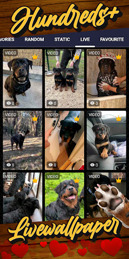 rottweiler wallpaper Screenshot 3 - AppWisp.com