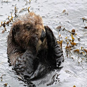 Sea Otter Sound