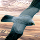 Birds of the Middle East Download on Windows