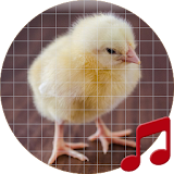 Baby chick sounds ~ Sboard.pro icon